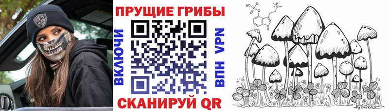 купить наркоту  Пошехонье  Галлюциногенные грибы Psilocybe 
