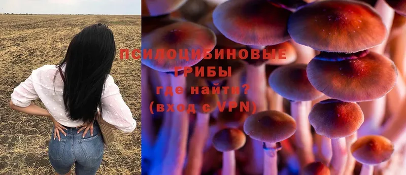 omg рабочий сайт  наркотики  Пошехонье  Псилоцибиновые грибы Psilocybe 